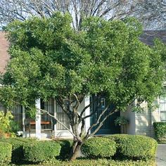 ligustrum japonicum japanese privet tree form zones 7b to 10a can ligustrum tree form