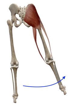 Idei Na Temu Anatomiya Chelovechik 1 900 V 21 G Anatomiya Deyatelnost Chelovecheskogo Tela Prepodavanie Biologii Idei Na Temu Anatomiya Chelovechik 1 900 V 21 G Anatomiya Deyatelnost Chelovecheskogo Tela Prepodavanie Biologii