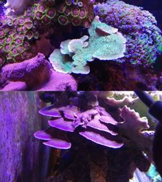 12 best sw aquarium