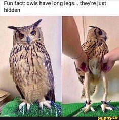 12 Best Owl Legs Images In 2020 Owl Animals Beautiful Owl Legs