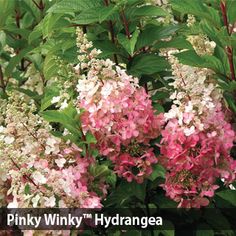 70 Best Hydrangea Images Limelight Caring For Hydrangeas Hydrangea Paniculata Pinky Winky Tree