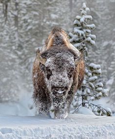 1108 best buffalo images in 2018 american bison wild animals