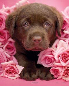 Cute White Labrador With Red Rose Wall Art Poster Animal Prints Home Decoration
