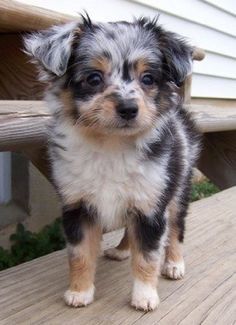 australian shepherd and german shepherd mix australian shepherd pomeranian mix this dog is amazing animals australian shepherd and german shepherd mix australian shepherd pomeranian mix this dog is amazing animals