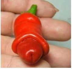 capsicam penis