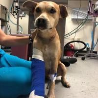 Available Pets At Citrus County Animal Services In Inverness