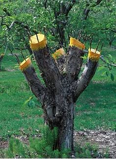 120 Organic Fruit Trees Ideas Fruit Trees Fruit Garden Growing Fruit