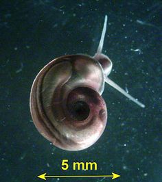 123 best ramshorn snails
