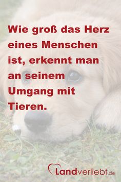 Partnersuche für tierliebhaber