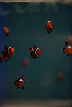 11 best aquarium stuff