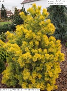 Something also Mature pinus sylvestris gold coin Mature pinus sylvestris gold coin not