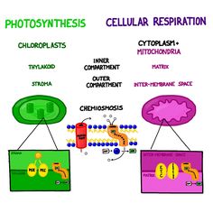 1474 best life as a science teacher images on pinterest science photosynthesis vs chemosynthesis venn diagram