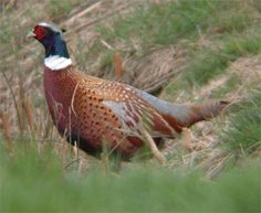 south dakota designated the chinese ring necked pheasant as state bird in a ring necked pheasant is also featured on south dakota quarter