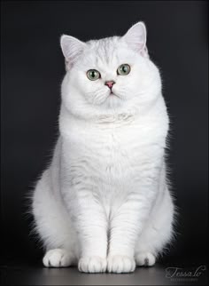 82 Melhor Ideia De Gato Britânico Shorthair Raças De Gatos Gatos Gatinhos