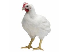 52 Ideas De Gallinas De Raza Gallinas Gallina Razas Aves De Corral