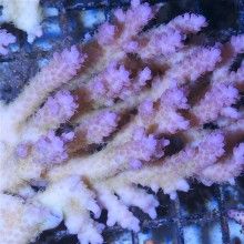 44 best reef sps