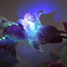 Glow your own flowers: Scientists create secret formula to make ... Glow your own flowers: Scientists create secret formula to make ...