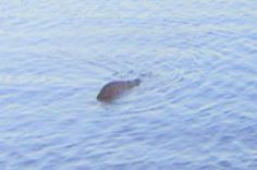 Loch Ness Monster Hunter Claims To Have Taken Best Ever Picture Of Nessie Loch Ness Monster Loch Ness Monster Sightings Legendary Monsters