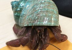 21 best hermit crabs