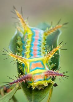 121 Best Cuddly And Not So Cuddly Caterpillars Images