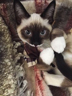 21 Best Funny Images In 2020 Funny Cats Funny Animals Cats