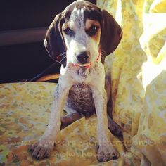 yorkies for sale in johnson city tn bobcat hounds for sale coon hounds wbb dogs and yorkies for sale in johnson city tn bobcat hounds for sale coon hounds wbb dogs and