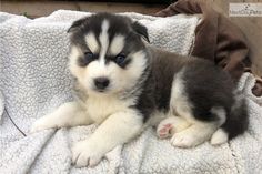 8 best husky akc