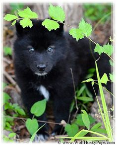 meet black cub a cute wolf hybrid puppy for sale for 900 designer girl dog names