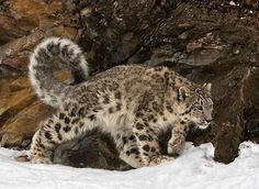 Snow leopard
