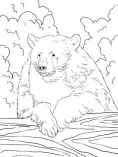 Bear Portrait Coloring Page From American Black Bears Category Select 23049 Printable Crafts Of Cartoons Nature Animals Bible And Many More