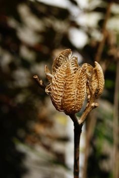 567 best seed pods images on pinterest botany plants and seed pods