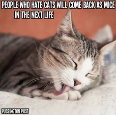8 best cats chasing laser pointers images cats cat gif dogs chasing laser lights