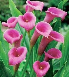 43 Best Arum Lily Images Beautiful Flowers Calla Lilies Pink Arum Lilies Container Flowers Exotic My Flower Beautiful