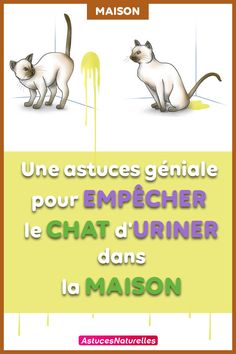 Poilu chatte avec gros clichés