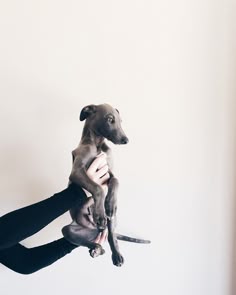 110 idées de Levier whippet | levrier, petit lévrier italien 110 idées de Levier whippet | levrier, petit lévrier italien