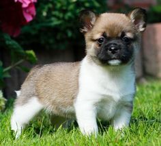160 Best Pug Mix Images Pugs Puppies 160 Best Pug Mix Images Pugs