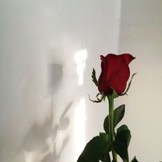 wallpapers Aesthetic Red Roses White Background red rose club