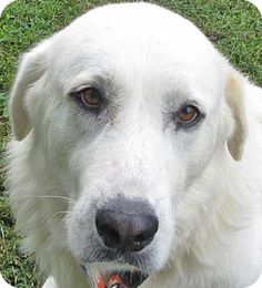 Dog Charms Breeds New York Ny Dog Charms Breeds New York Ny