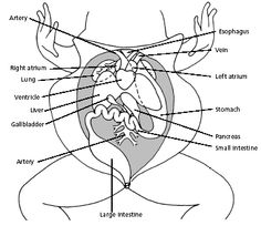 anatomy of a frog