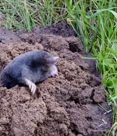 40 Best moles in yard images in 2019