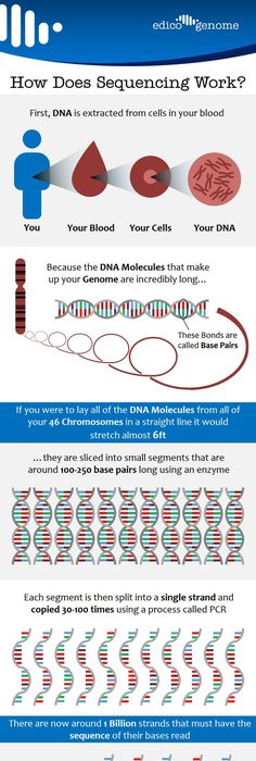 Gene cloning- this is a great visual for genetic engineering - new molecular blueprint definition Gene cloning- this is a great visual for genetic engineering - new molecular blueprint definition