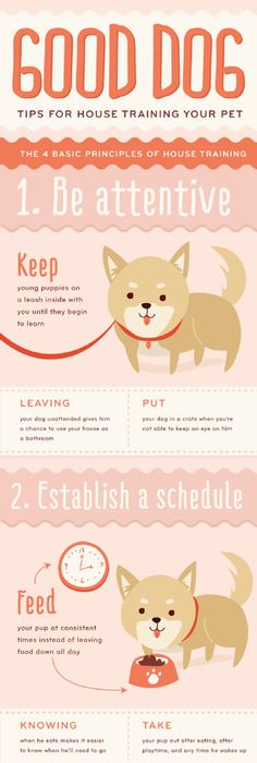 A dog birth certificate bordered in bones and featuring a happy - fresh cat birth certificate free printable A dog birth certificate bordered in bones and featuring a happy - fresh cat birth certificate free printable