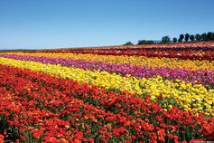 Photography Guidelines - The Flower Fields Photography Guidelines - The Flower Fields