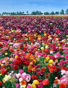 Photography Guidelines - The Flower Fields Photography Guidelines - The Flower Fields
