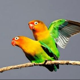 20 Best Daftar Harga Burung Terbaru ideas | burung, burung peliharaan, burung pemangsa