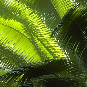 Athelas Plants