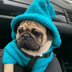 Scarf Shawl Stola Kerchief Tube Loop Pug Hound Dog Doggy Cute Puppy