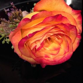 Banquet Roll Orange 8METERS
