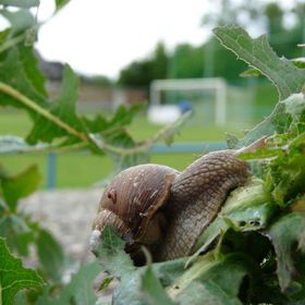 Kopane Schnecke