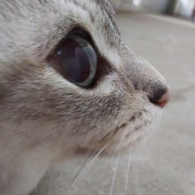 猫の親子 のアイデア 900 件 猫 子猫 ねこ 猫の親子 のアイデア 900 件 猫 子猫 ねこ